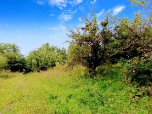 Шкільна (с. Перегинка, Ярмолинецкий район) - Продається сільськогосподарська ділянка, 10000 $ - АФНУ