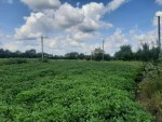 ул. Чапаева (с. Дворец, Житомирский район) - Продається ділянка під забудову, 6000 $ - АФНУ